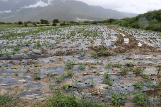 棱子芹种植基地 首届林芝藏医药研讨会召开 体验藏式养生