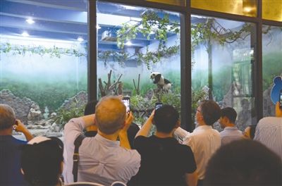 昨日,参加G20成都会议的部分嘉宾前往成都大熊猫基地,参观了慕名已久的大熊猫。 G20提升成都对国外资源的号召力