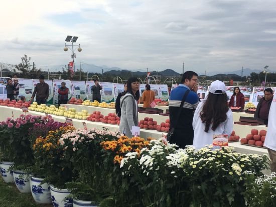 第十三届昌平苹果文化节现场 第十三届昌平苹果文化节在北京昌平苹果主题公园举办