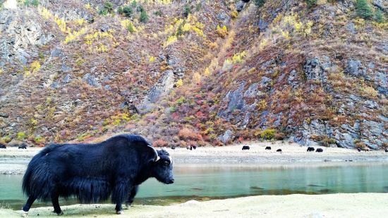 崔九沟的金秋 李意强摄 拉萨、林芝、山南10日游(藏中旅游东环线精品线路)