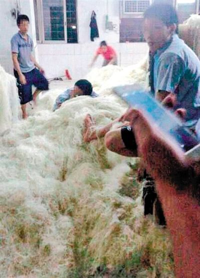 近日,东莞一米粉厂被曝车间工人赤脚踩着米粉,甚至在米粉堆上睡觉.