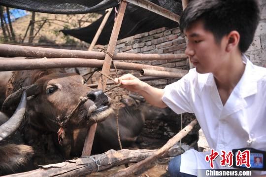 重庆食药监局工作人员在重庆一肉牛屠宰现场检查活牛情况。 陈超 摄