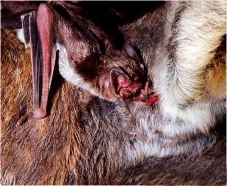 当地曾抓获过几只带有狂犬病症状的吸血蝙蝠