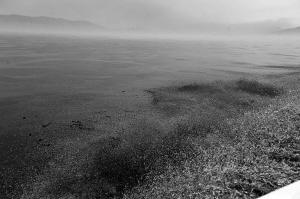 ԭ���뺣��Ⱦ50ƽ�����ﺣ��