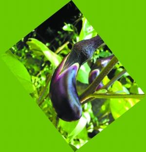 18����Ҫ�߲˼�ͬ����62%