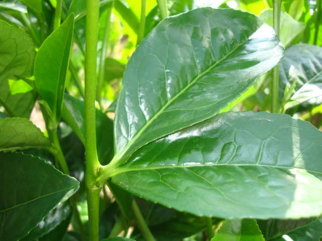 �Ͻ��ط��ֲ���ҶƬ��������