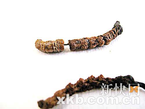 虫草造假涂抹重金属粉 掺水一两可多赚4000元