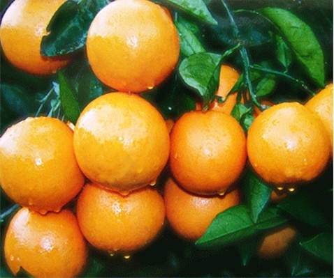 湖南麻阳甜橙被誉为中国冰糖橙之最