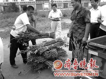 山东滨州:1斤树枝卖到60元_农业滚动