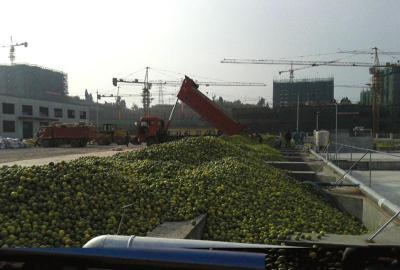 四川安岳柠檬熟了 4000多柠檬经纪人只是中介