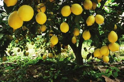四川安岳柠檬熟了4000多柠檬经纪人只是中介