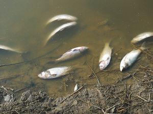 茅山污水处理厂被指污染下游 养殖鱼大量死亡