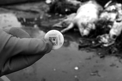 上海市药监局:未发现嘉兴病死猪流入市场|死猪