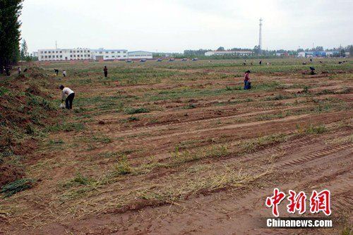 河南兰考重点项目毁田百亩 官员互指对方负责