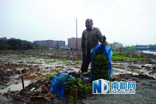 麻涌镇东太村,蕉农陈伯的一片香蕉林被砍,一些未成熟的香蕉被丢在田边。 东莞麻涌统筹万亩耕地 村民指责政府变相征地