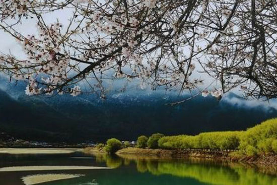 摄影作品 醉美林芝—美在巅峰时刻