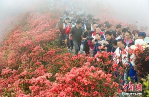 资料图:贵州省丹寨县龙泉山云雾缭绕,万亩杜鹃花争相斗艳,吸引游客“雾里看花”。 国家旅游局:加强五一旅游监管 发布文明旅游提示