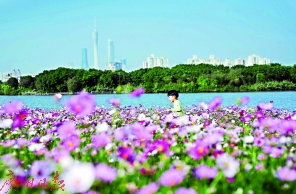 海珠湖鲜花盛开。广报全媒体记者邱伟荣摄 “花艺界奥林匹克”9月在广州举行 尽邀爱花人花城赏群芳