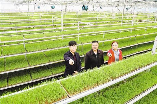 在位于梁平区金带镇千河村的智能化水稻育秧工厂,技术员正在察看育秧苗床上秧苗的长势。特约摄影 刘辉 重庆:构建现代农业产业体系 推动农业提质增效