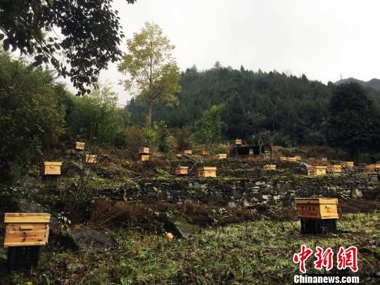 贵州山地生态经济助力脱贫。 杨云 摄 贵州:“生态+扶贫”促乡村变化