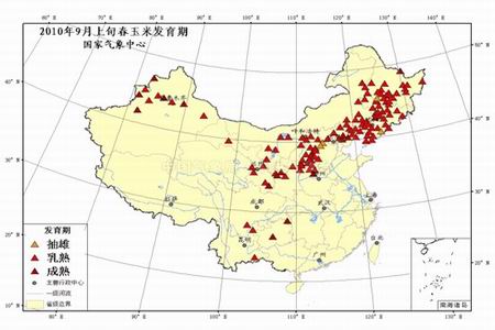 早霜影响不大 玉米丰产几成定局_品种研究