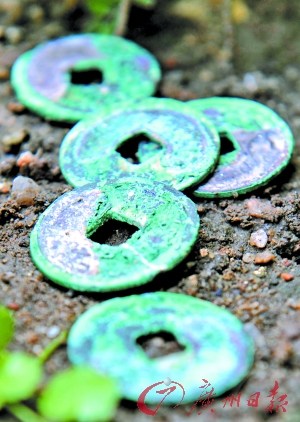 种树挖出了7000枚古币专家鉴定称来自北宋