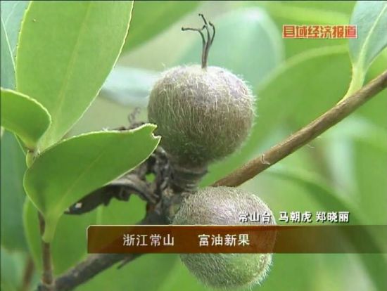 常山台:马朝虎 郑晓丽浙江常山县是"中国油茶之乡,全县拥有油茶面积