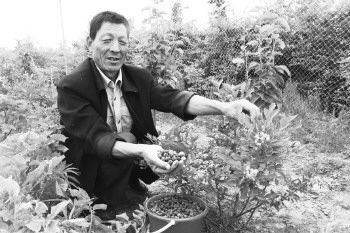 山东郯城有机蓝莓一斤卖到160元_农业滚动