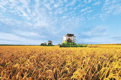 在黑龙江省八五○农场，几台割晒机在收获水稻。新华社记者 王建威摄（资料照片） 