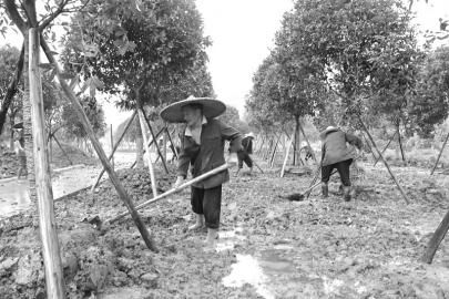 带花移栽桂花树咋成活? 四项技术须掌握_农业