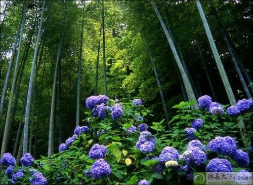 2010四川旅游精品线路四:川南乡土中国之旅