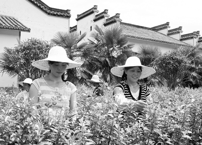 江西婺源茶叶标准化生产水平走在全国前列