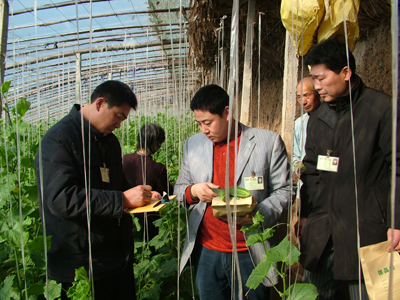 河南鹿邑县大棚蔬菜卖上好价钱_滚动新闻