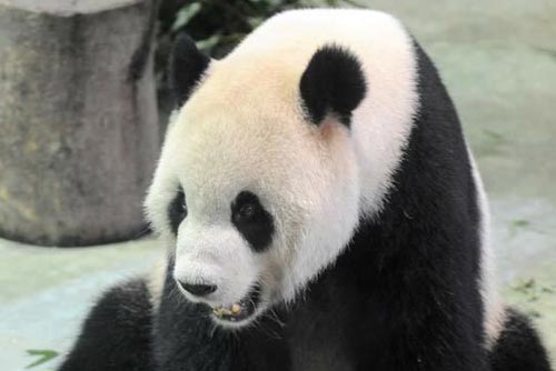 视频:大熊猫夜闯农家吃晚饭_滚动新闻