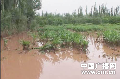 新疆多地区暴雨洪灾 农田被淹公路被毁_滚动新