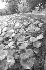 ͼ�ģ��غ��ɻ��ࡰز�ۡ�