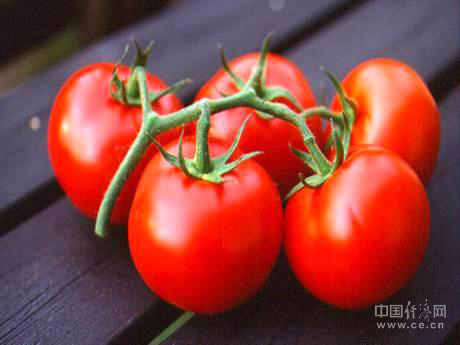 高温烧红土耳其番茄价格_滚动新闻