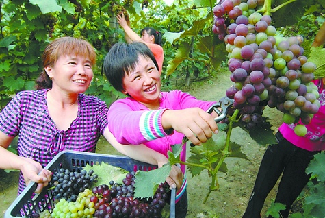 辽宁凌海市农民利用庭院种植葡萄发展庭院经济
