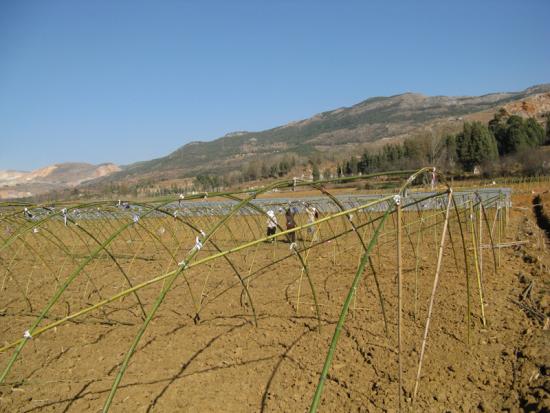 麒麟区珠街乡发展一村一业引进小西瓜种植