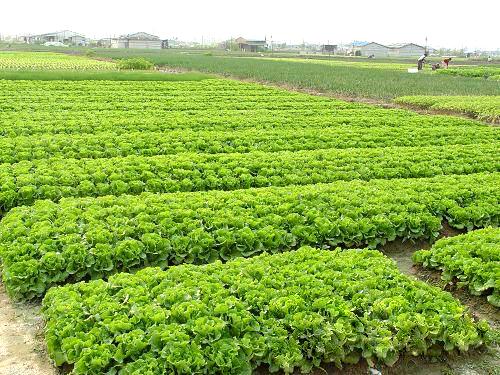 广东财政安排5000万元补贴蔬菜生产基地建设