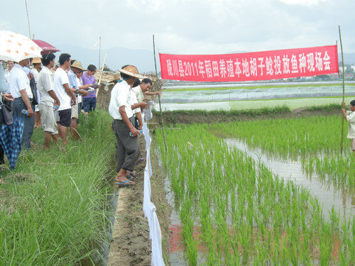 陇川县2011年稻田养殖本地胡子鲶投放鱼种现