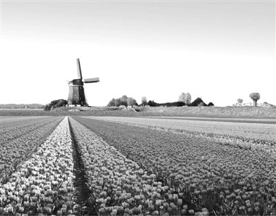 荷兰:创意农业发展迅速 产业链条完整发达_滚
