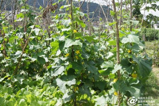 凤庆县推广瓜果蔬菜立体种植技术亩产值超50
