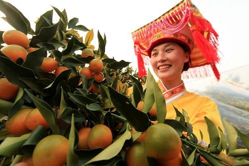 广西柳州融安金橘成为国家地理标志产品_滚