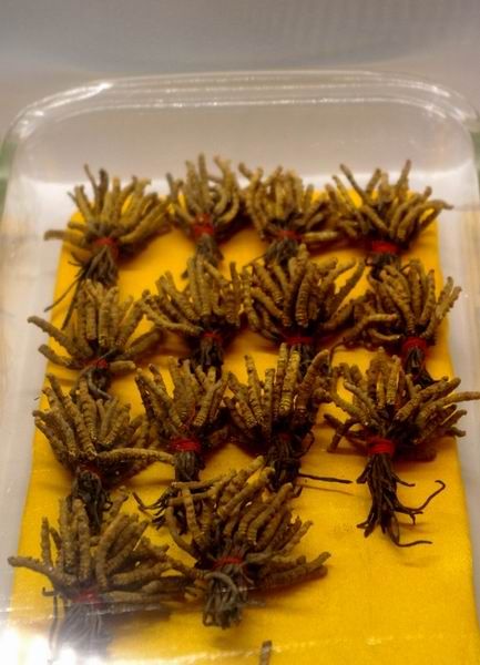 虫草价堪比黄金 一公斤可换海口市区一套房[图