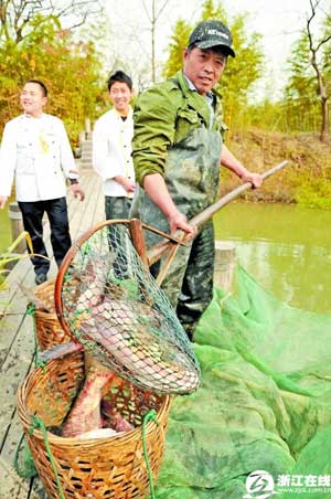 杭州西溪湿地将举办“干塘节” 捕鱼庆丰收