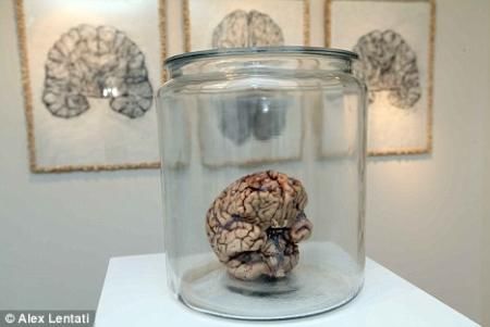 英国私人美术馆首次展出人脑 引发争议(组图)