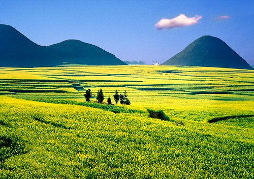 云南罗平:65万亩油菜花春节后进入盛花期
