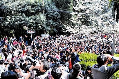 樱为媒引爆武汉旅游市场 何时能“花开四季”(图)