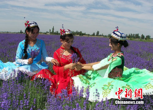 新疆伊犁将办首届薰衣草文化旅游节